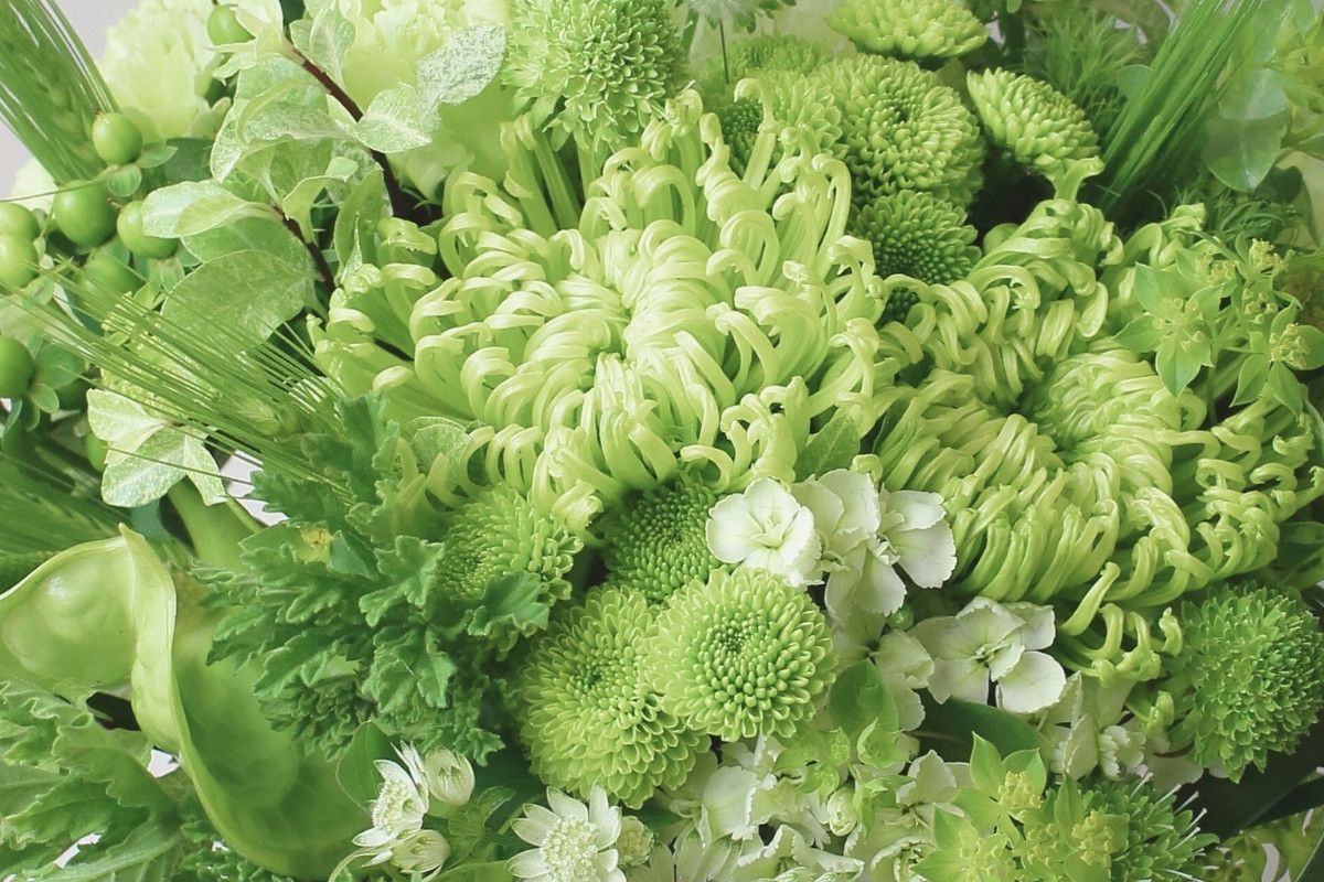 グリーン白の花ギフト。みどりのアレンジメント