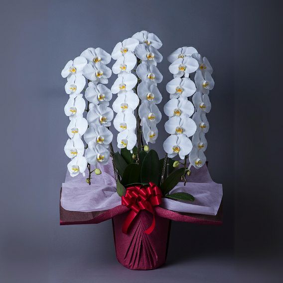 胡蝶蘭 開業祝い お届け実例