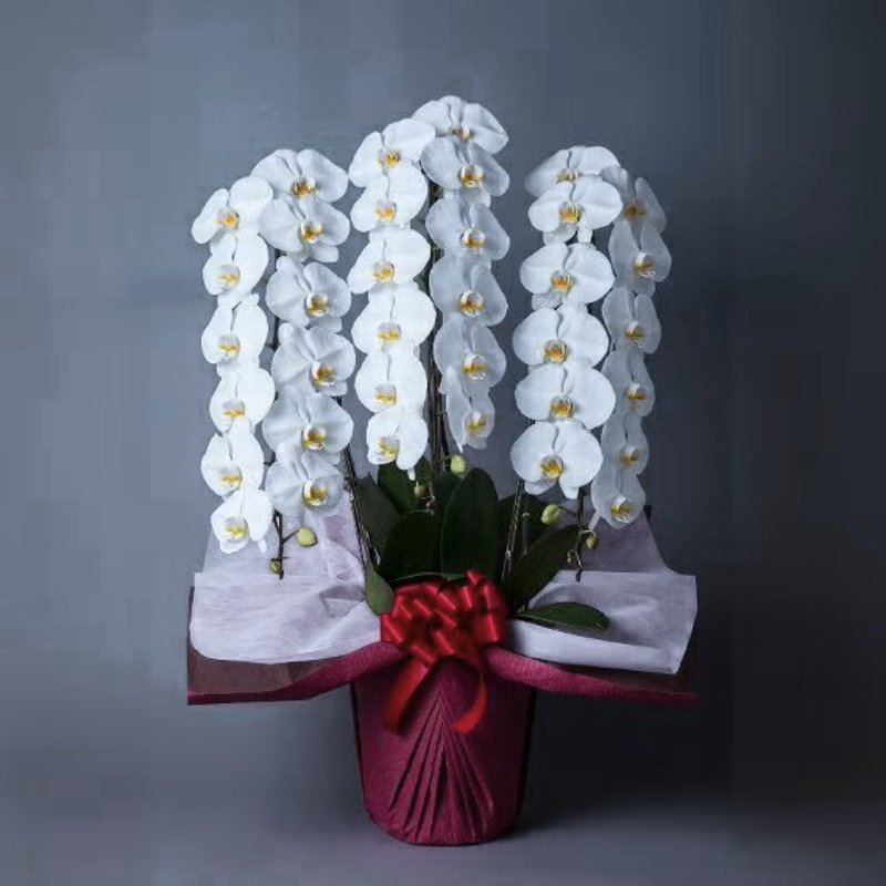 開業・移転祝いの胡蝶蘭｜格式ある法人向けフラワーギフト