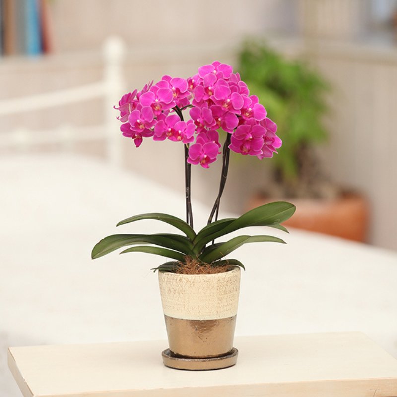 テーブル胡蝶蘭｜卓上に飾れるコンパクトサイズの胡蝶蘭ギフト
