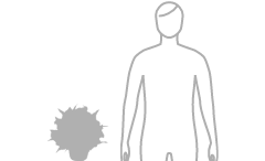 お花・花ギフトの予算 6000円