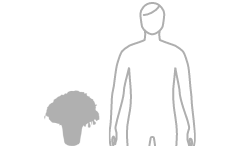 お花・花ギフトの予算 11000円