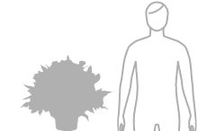 お花・花ギフトの予算 19000円