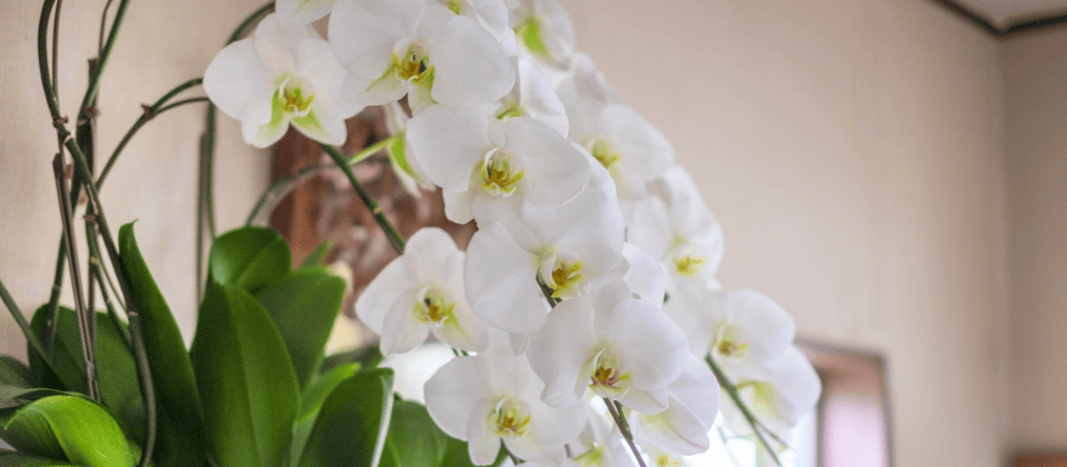 ビジネスに贈る花ギフト