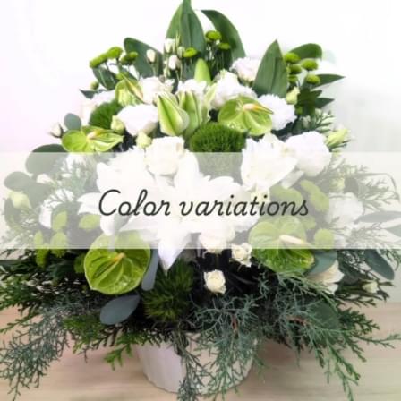 花ギフト 白「ブラン」のご紹介