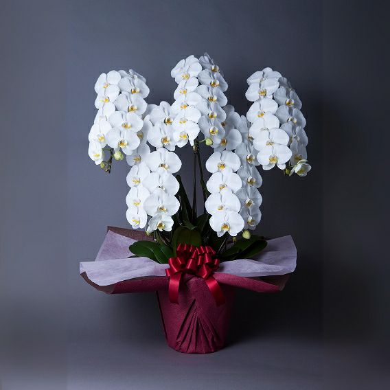胡蝶蘭のお祝い花。お取引さまの社長就任のお祝い、開業お祝い、移転お祝いに贈るお花の贈り物