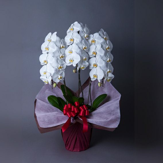 胡蝶蘭のお祝い花。お取引さまの社長就任のお祝い、開業お祝い、移転お祝いに贈るお花の贈り物