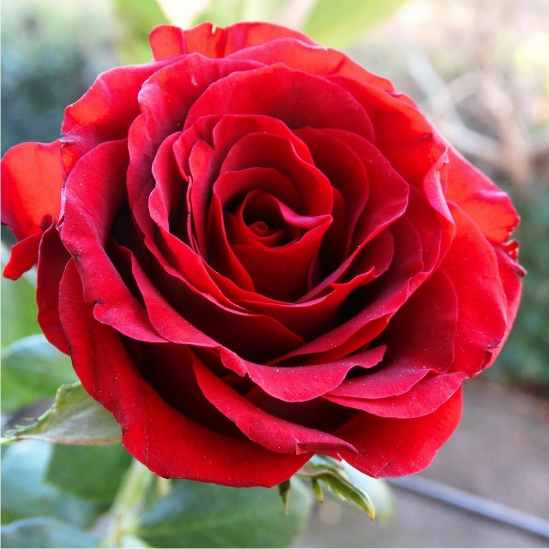 記念の数で贈るバラの花束。50歳、結婚50周年、金婚式に50本のバラを贈ります。