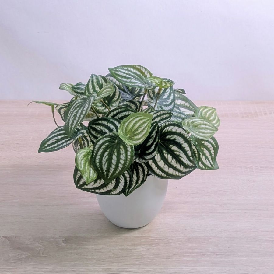 枯れないグリーン　インテリアグリーン