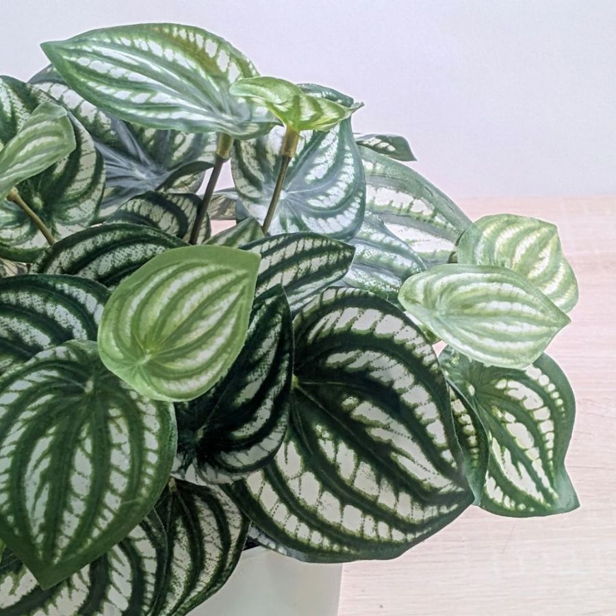 枯れないグリーン　インテリアグリーン