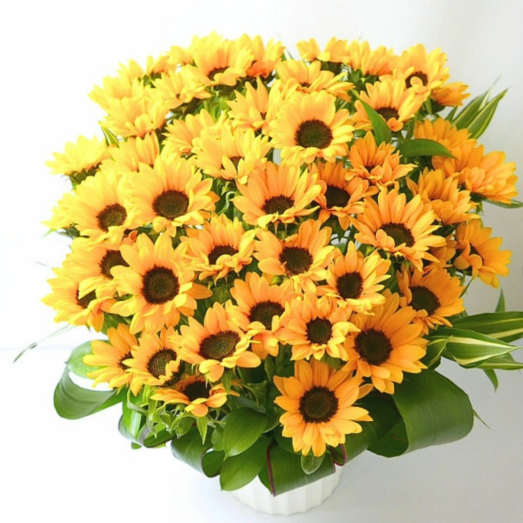 サマーギフト　夏の花ギフト　ひまわりを贈る　ひまわりのプレゼント