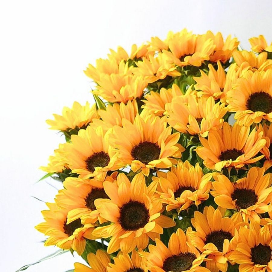 サマーギフト　夏の花ギフト　ひまわりを贈る　ひまわりのプレゼント