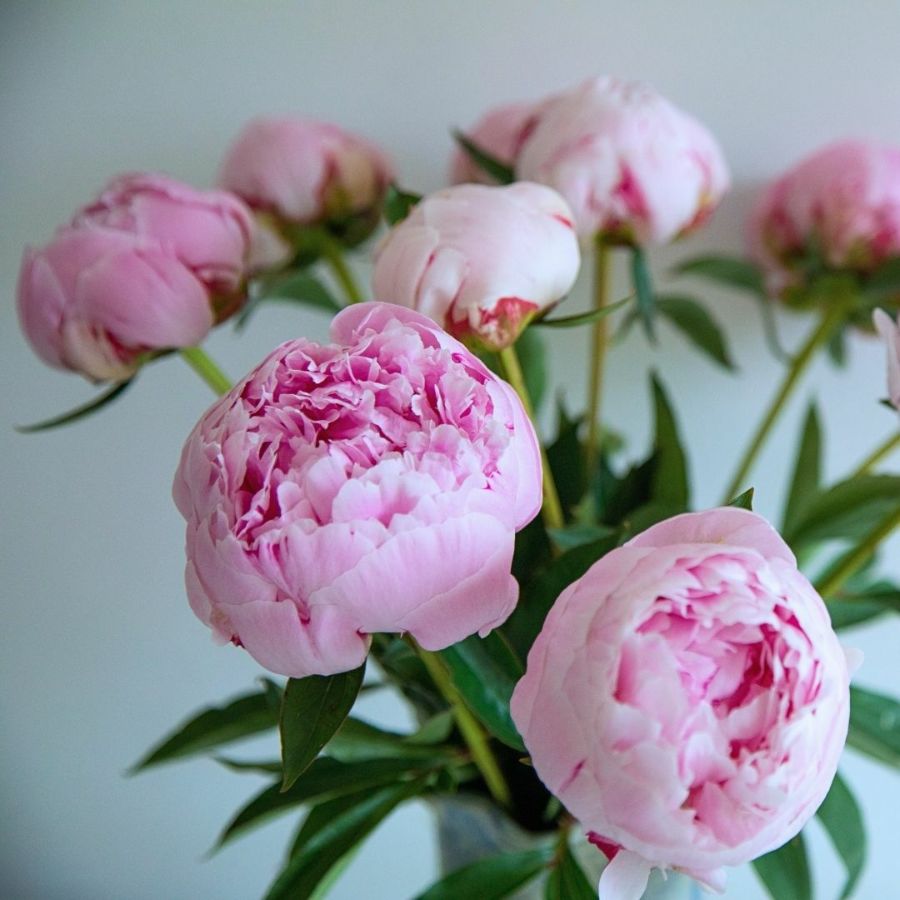 【幸せをもたらす芍薬（シャクヤク）・初夏の花束】Peony（ピオニー）