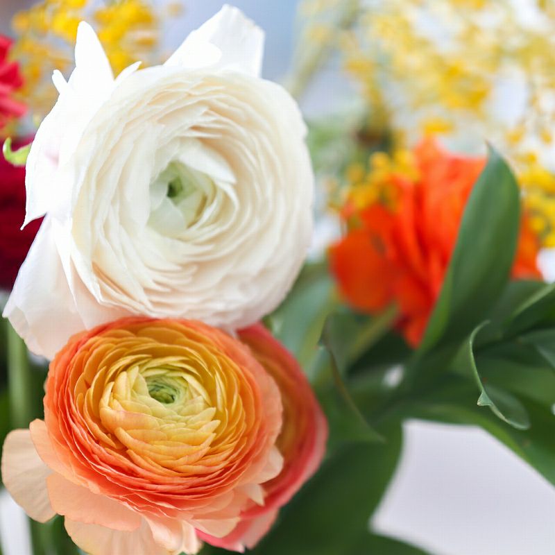 【一種をたっぷり】お花の定期便（切り花）