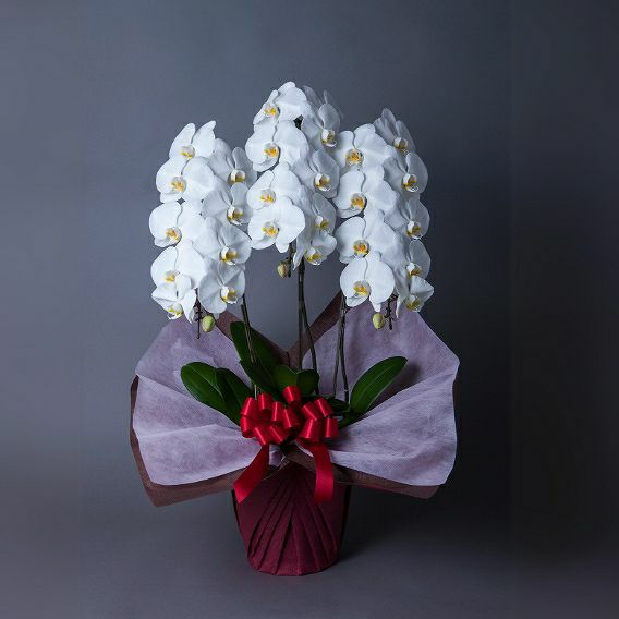 【移転祝いの胡蝶蘭◎ワンランク上の品質】胡蝶蘭「ビジネス」3本立 ｜お花のプレゼント・おしゃれ花束・花ギフト通販｜フラワーギフト 花以想（はないも）