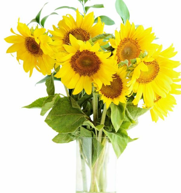 サマーギフト　夏の花ギフト　ひまわりを贈る　ひまわりのプレゼント