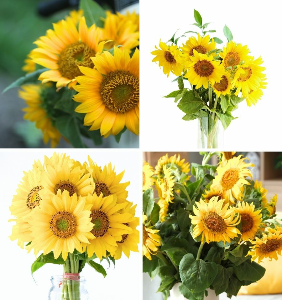 サマーギフト　夏の花ギフト　ひまわりを贈る　ひまわりのプレゼント